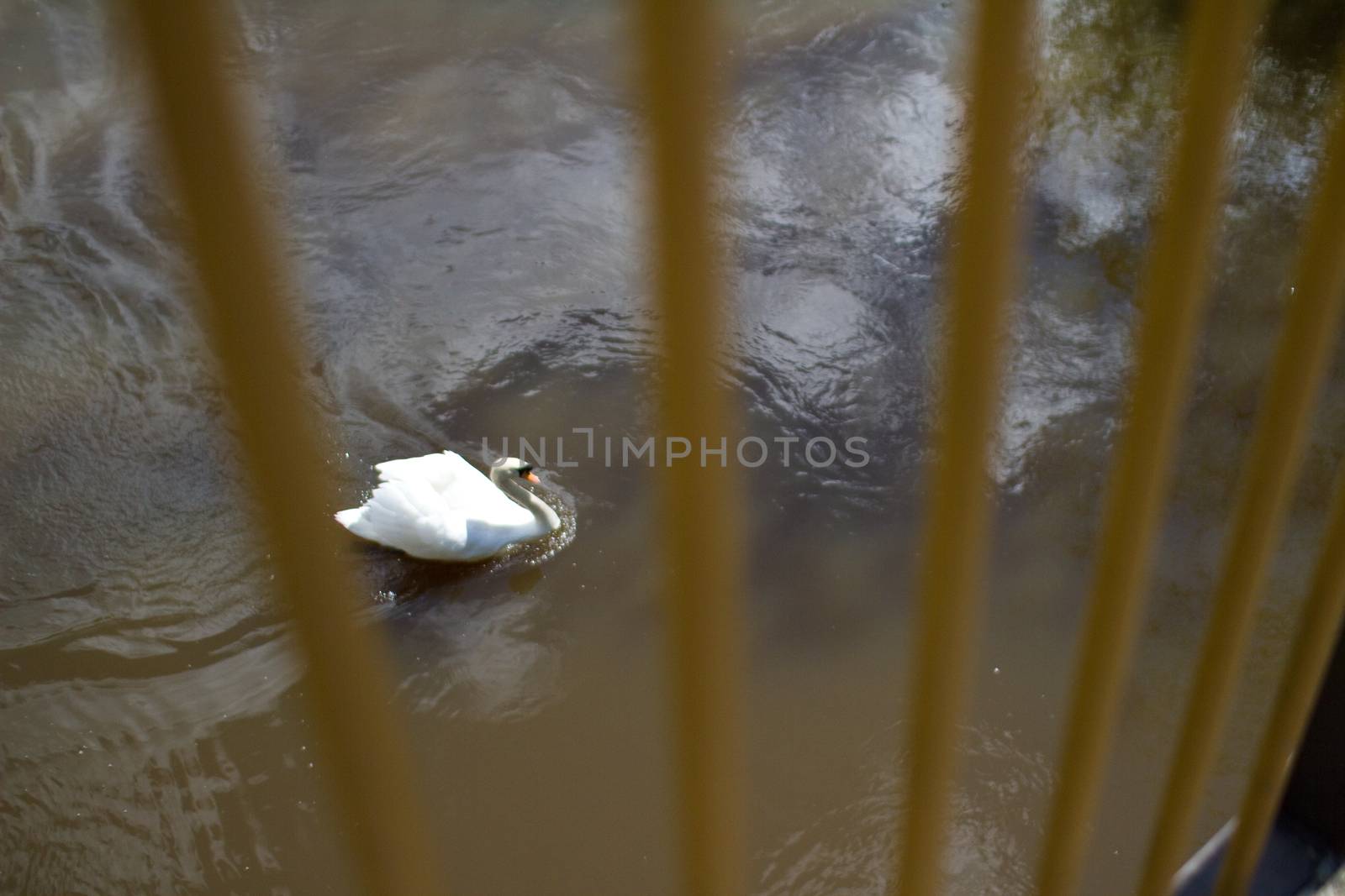 Swan swimming in a river taken through the handrails on the bridge above