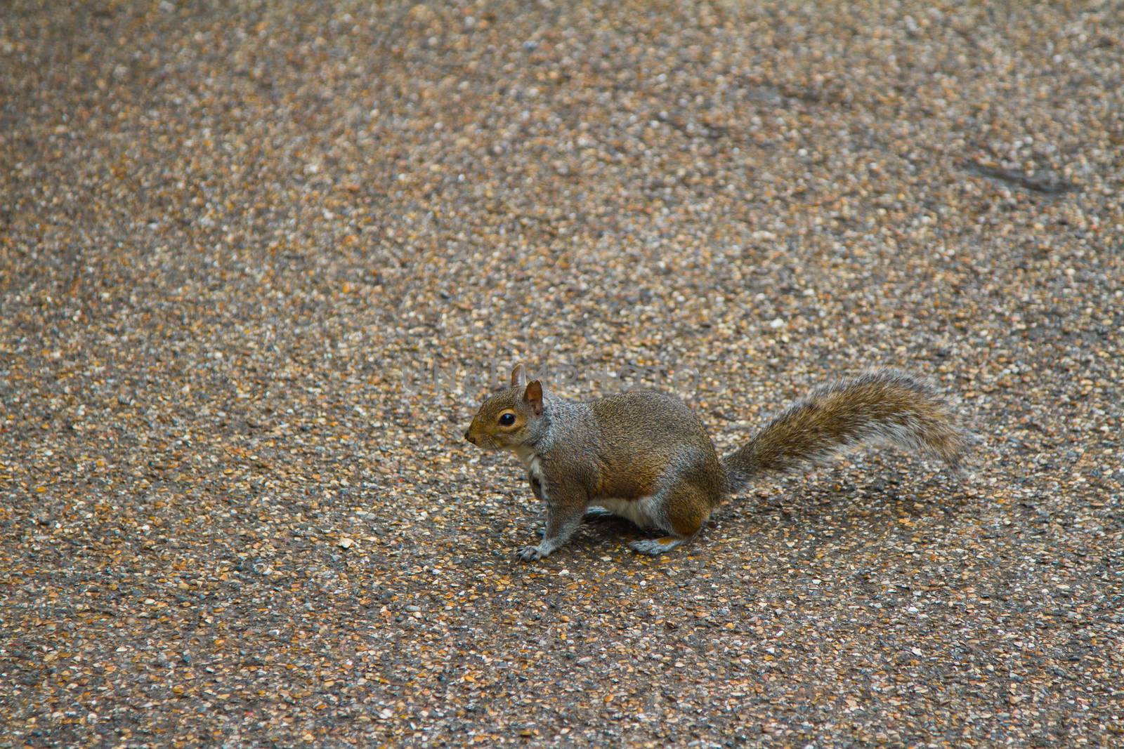 Squirrel on the path in a park