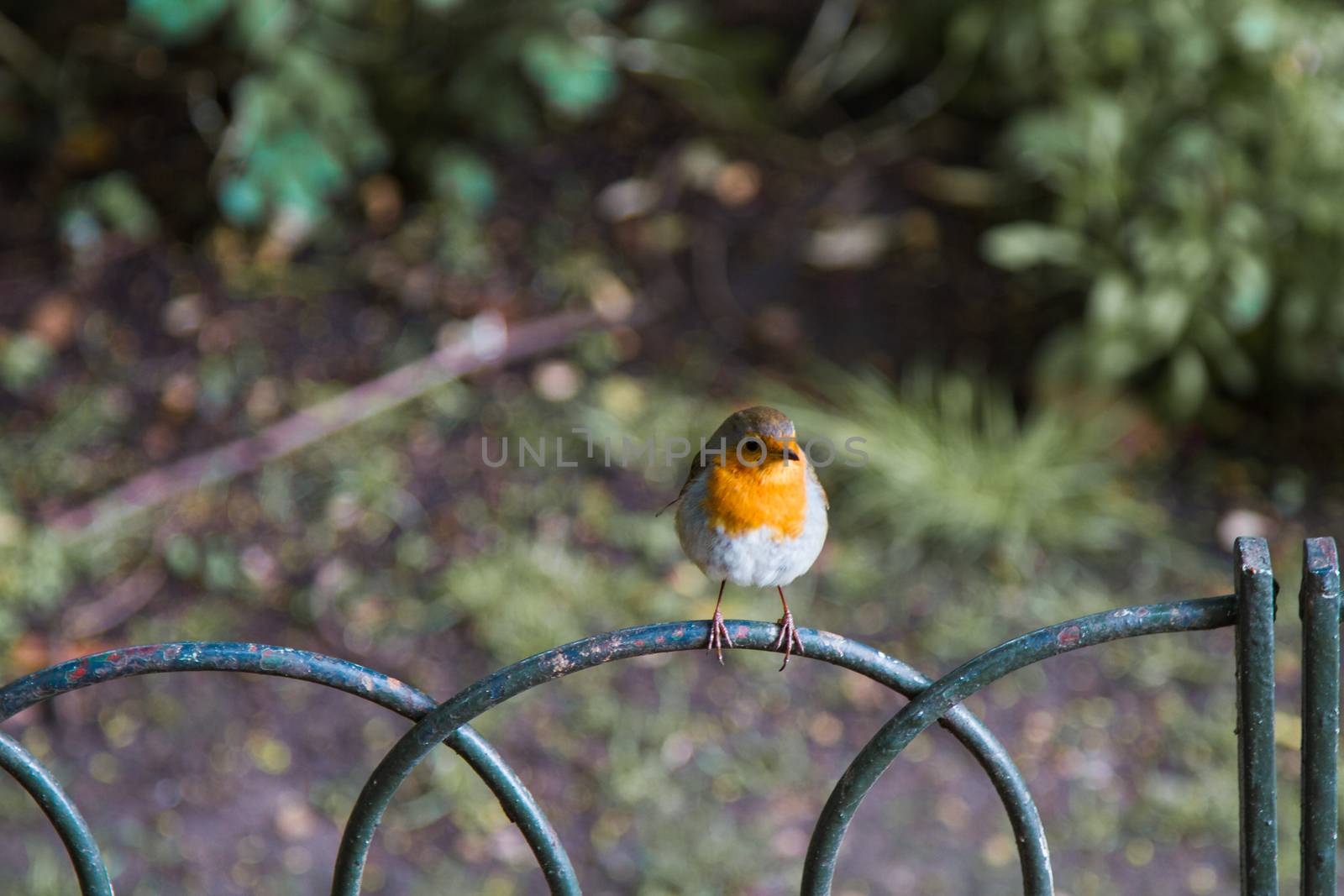 A robin on some railings