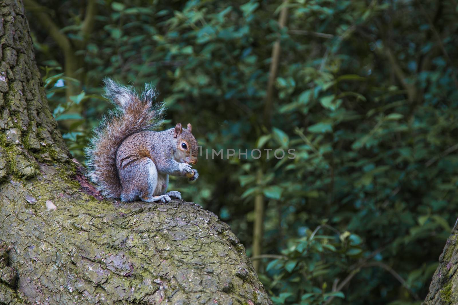 Squirrel eating by samULvisuals