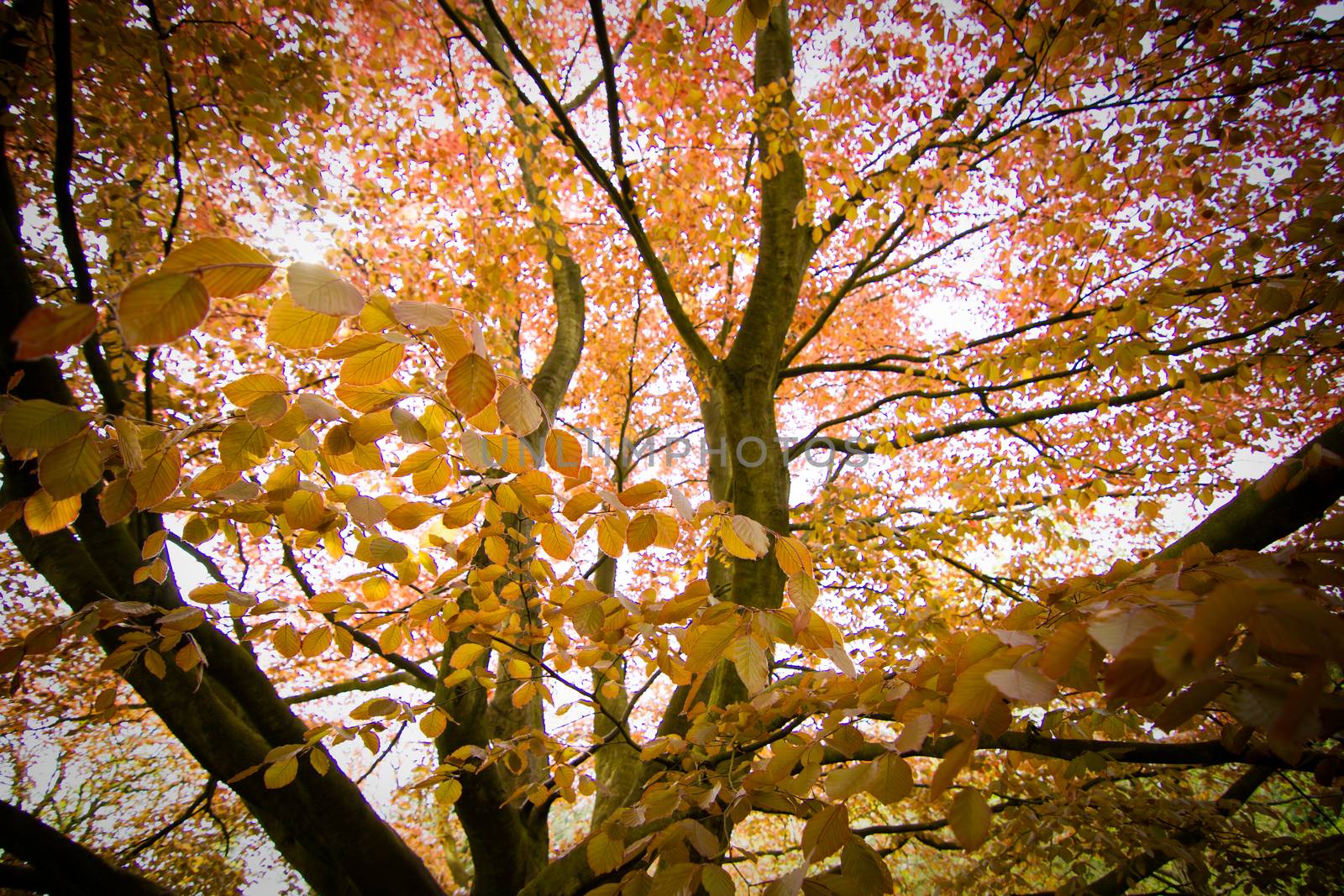 Interesting Trees in the Woods by samULvisuals