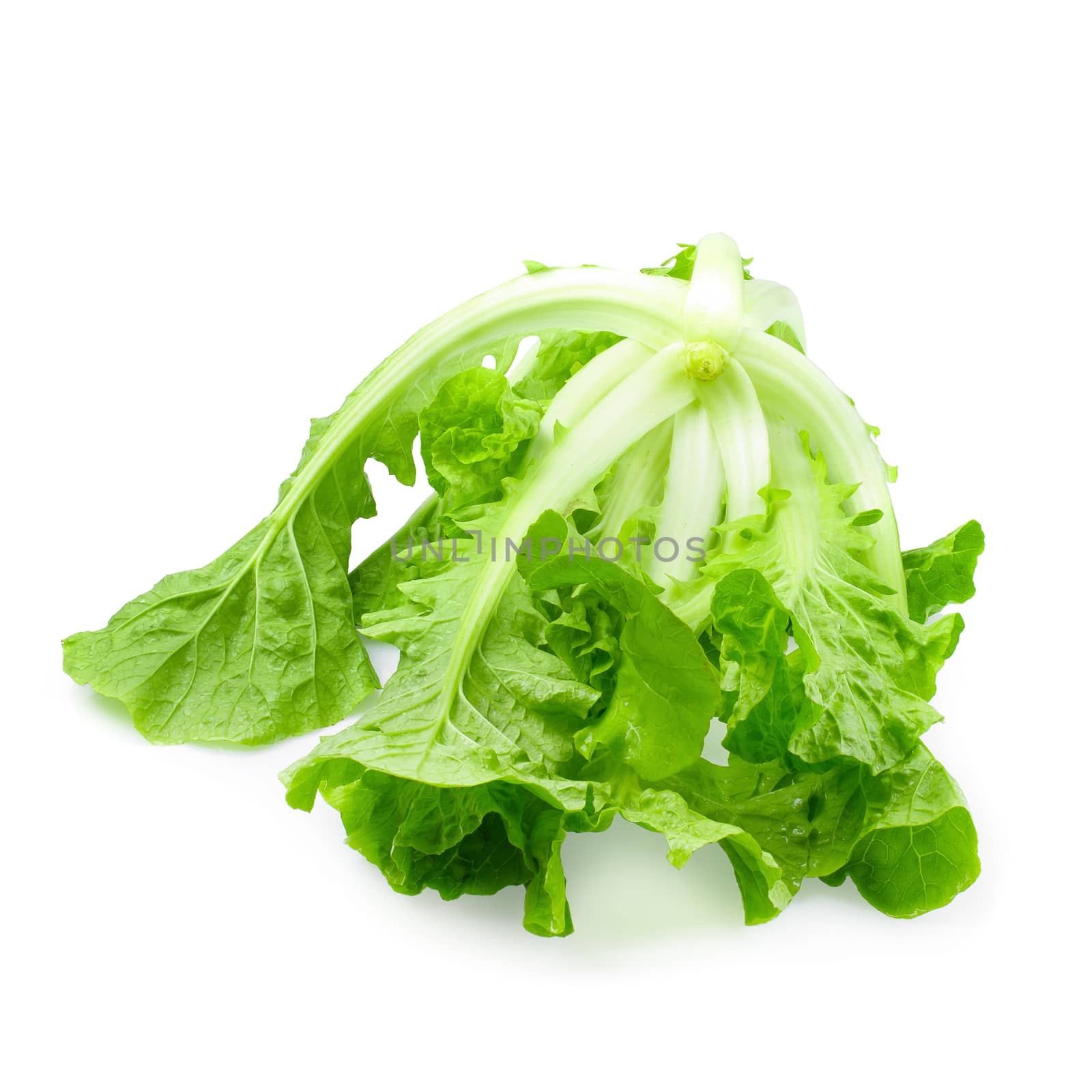 Lettuce leaves isolated on a white background.