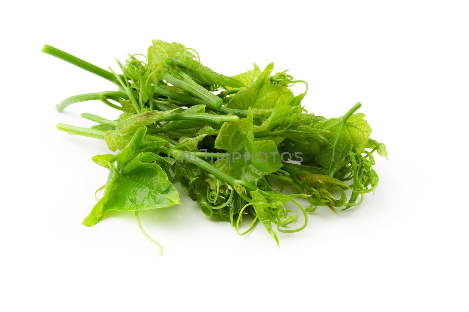 Fresh Chayoted leaves and stem isolated on white background.