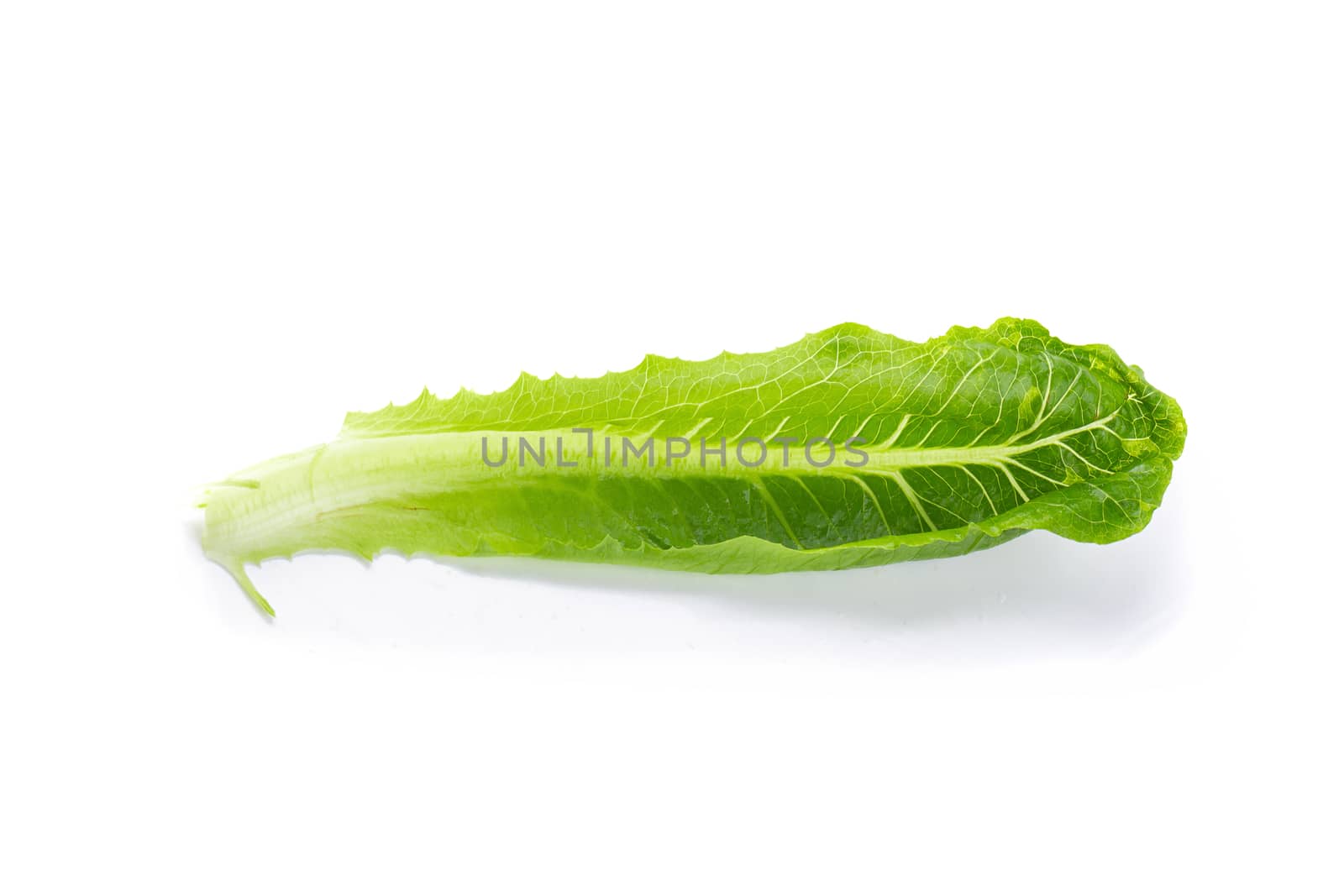 Cos Lettuce Isolated on a White Background by kaiskynet