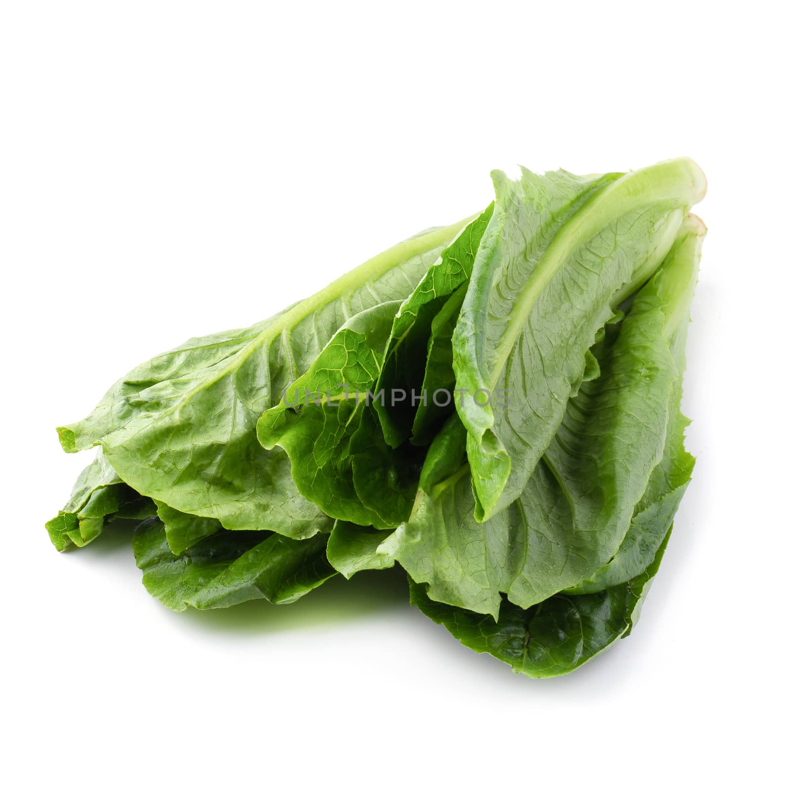 Cos Lettuce Isolated on a White Background by kaiskynet