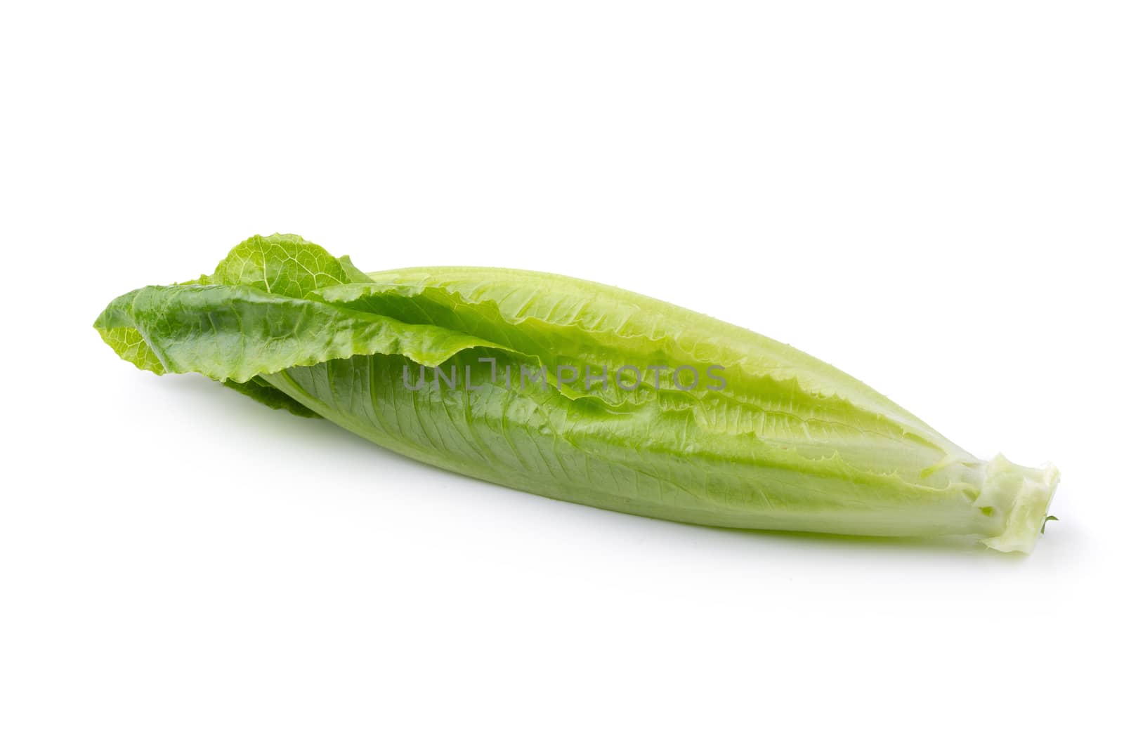 Cos Lettuce Isolated on a White Background.