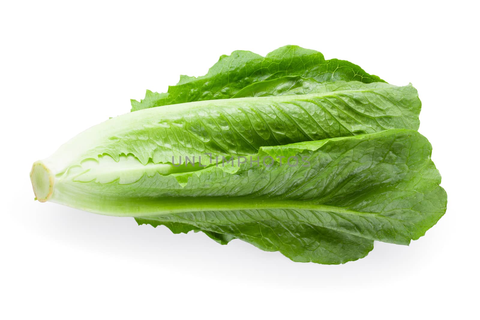 Cos Lettuce Isolated on a White Background.