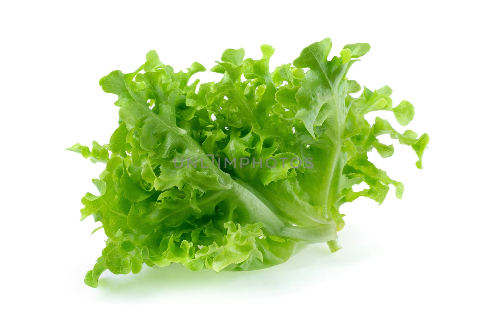 Green oak leaf lettuce isolated over white background.