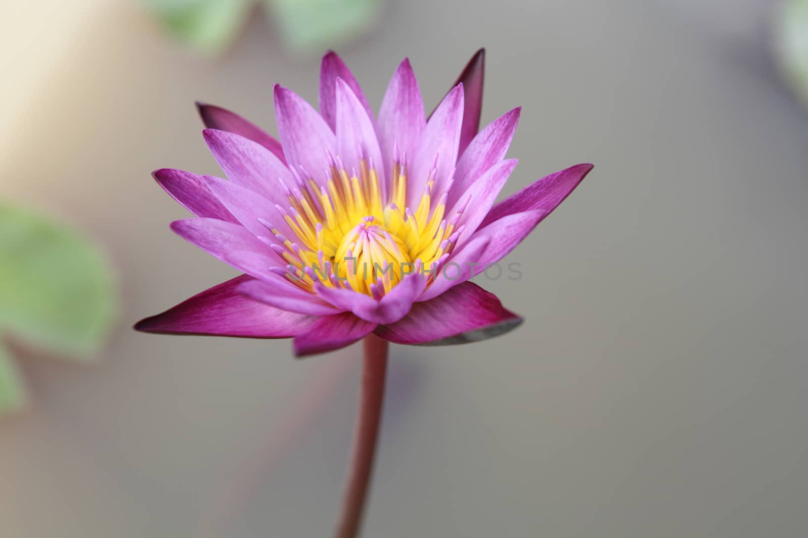 Beautiful lotus flower in nature background 