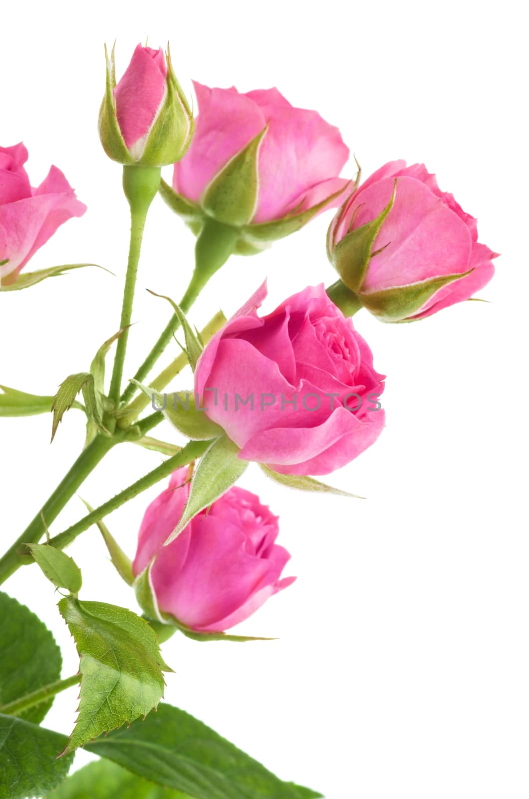 Pink roses isolated on white background
