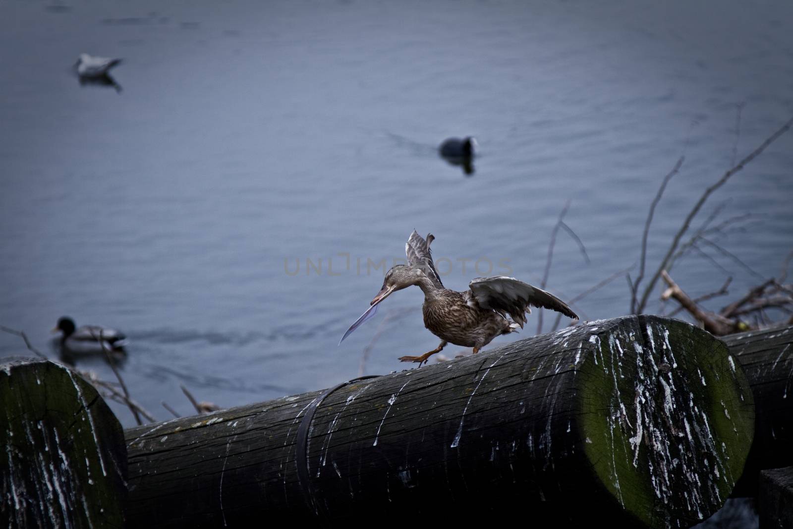 A Bird or duck at a harbour