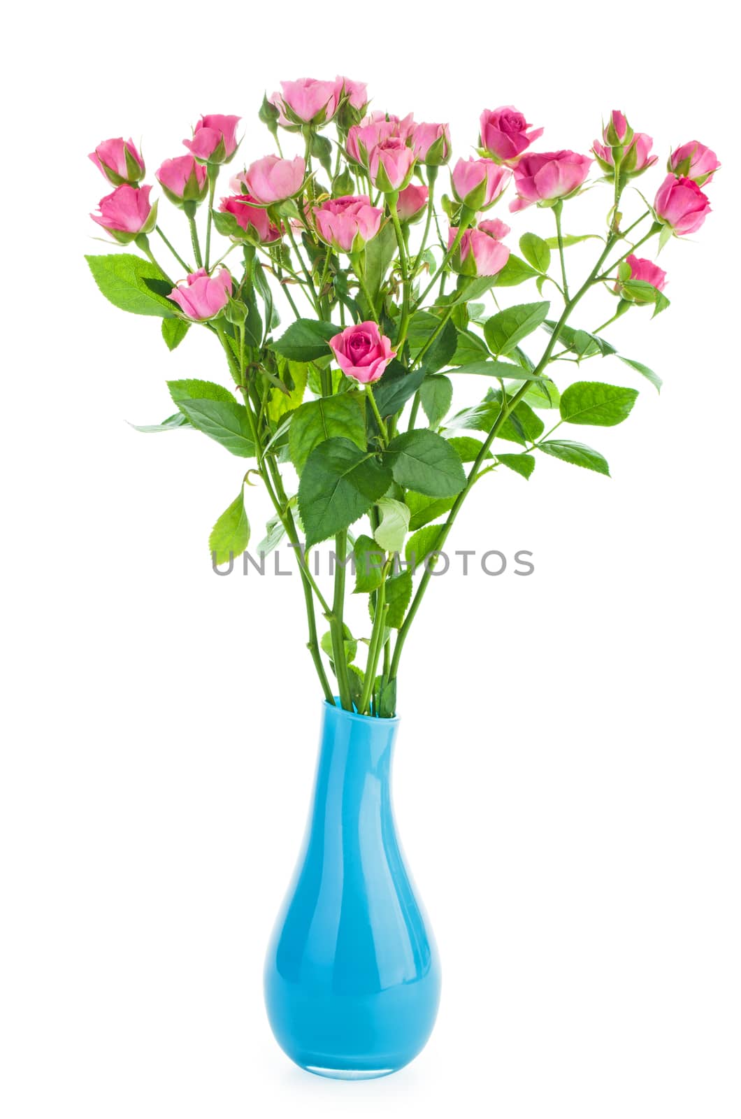 Bunch of tiny pink roses in a blue ceramic vase isolated on white background