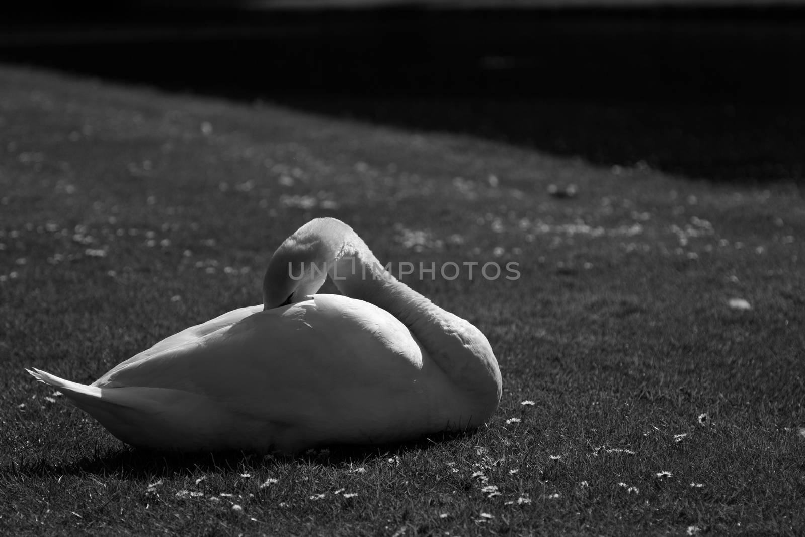A white swan in black and white