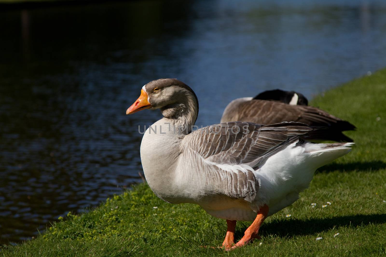 A Goose at a River by samULvisuals