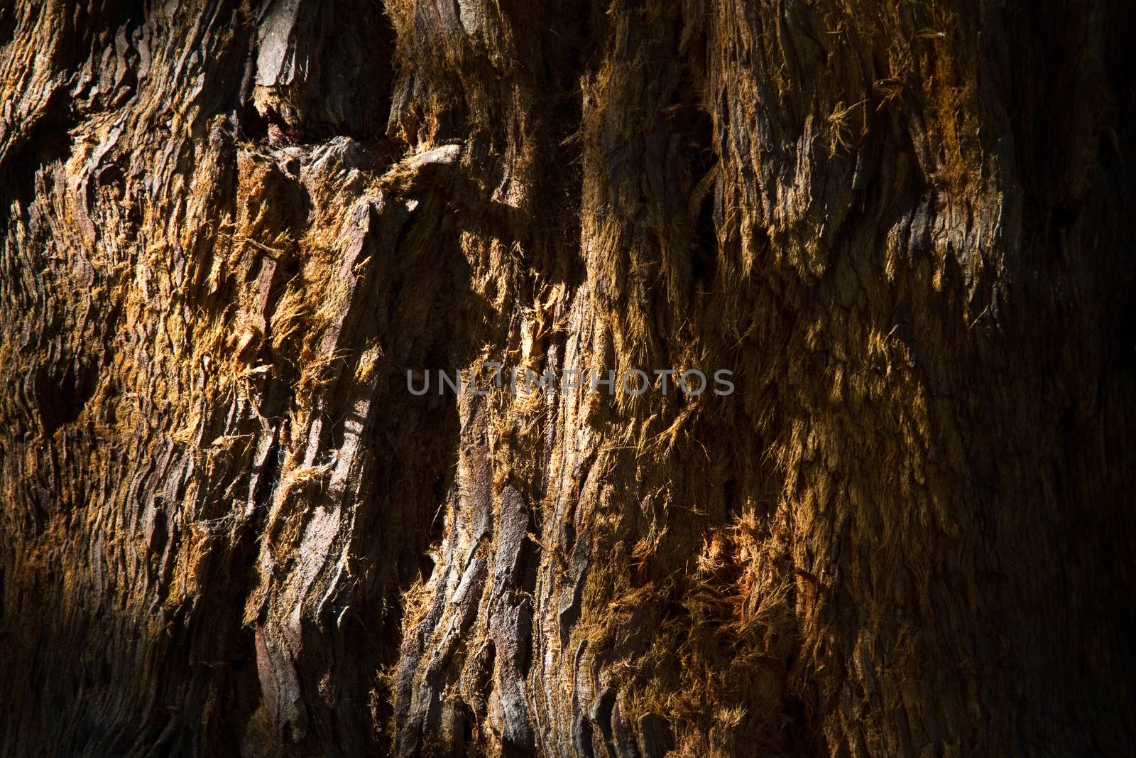 Bark of a tree during sunset