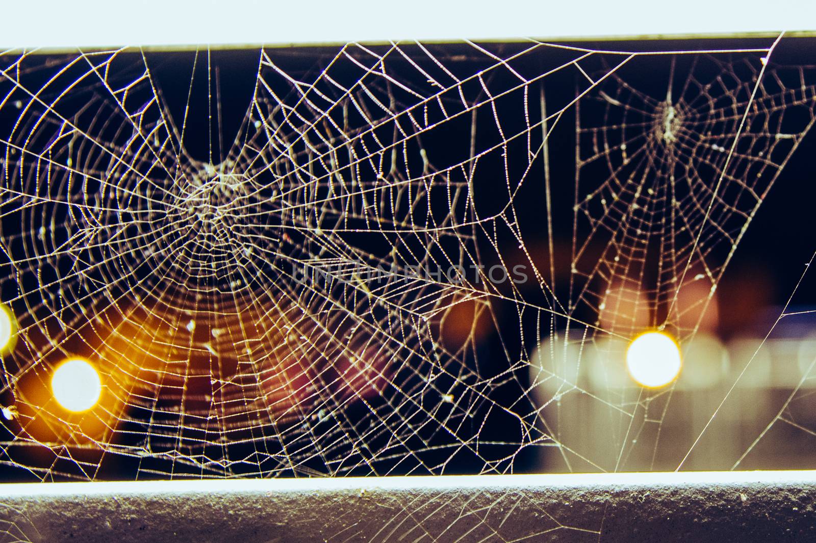 Macro of a Spiderweb at night