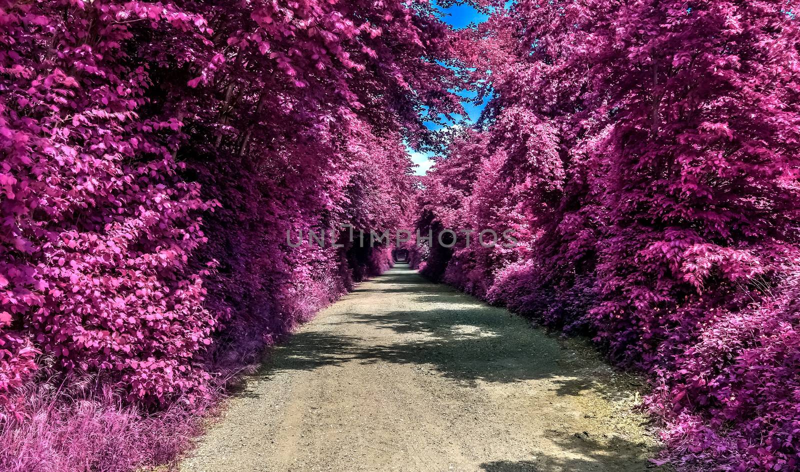 Beautiful purple infrared landscape in high resolution by MP_foto71