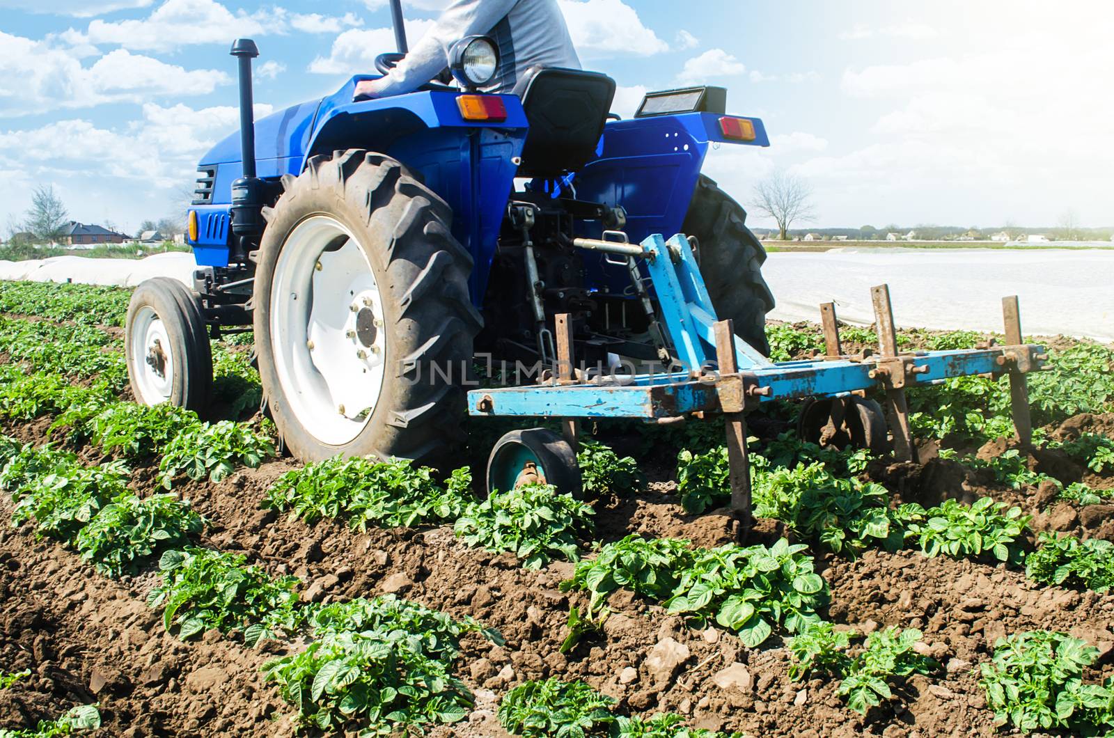 Tractor plows loosens the land of a plantation of a young Riviera variety potato. Cultivation of an agricultural crop field. Weed removal and improved air access to plant roots. Plowing land by iLixe48
