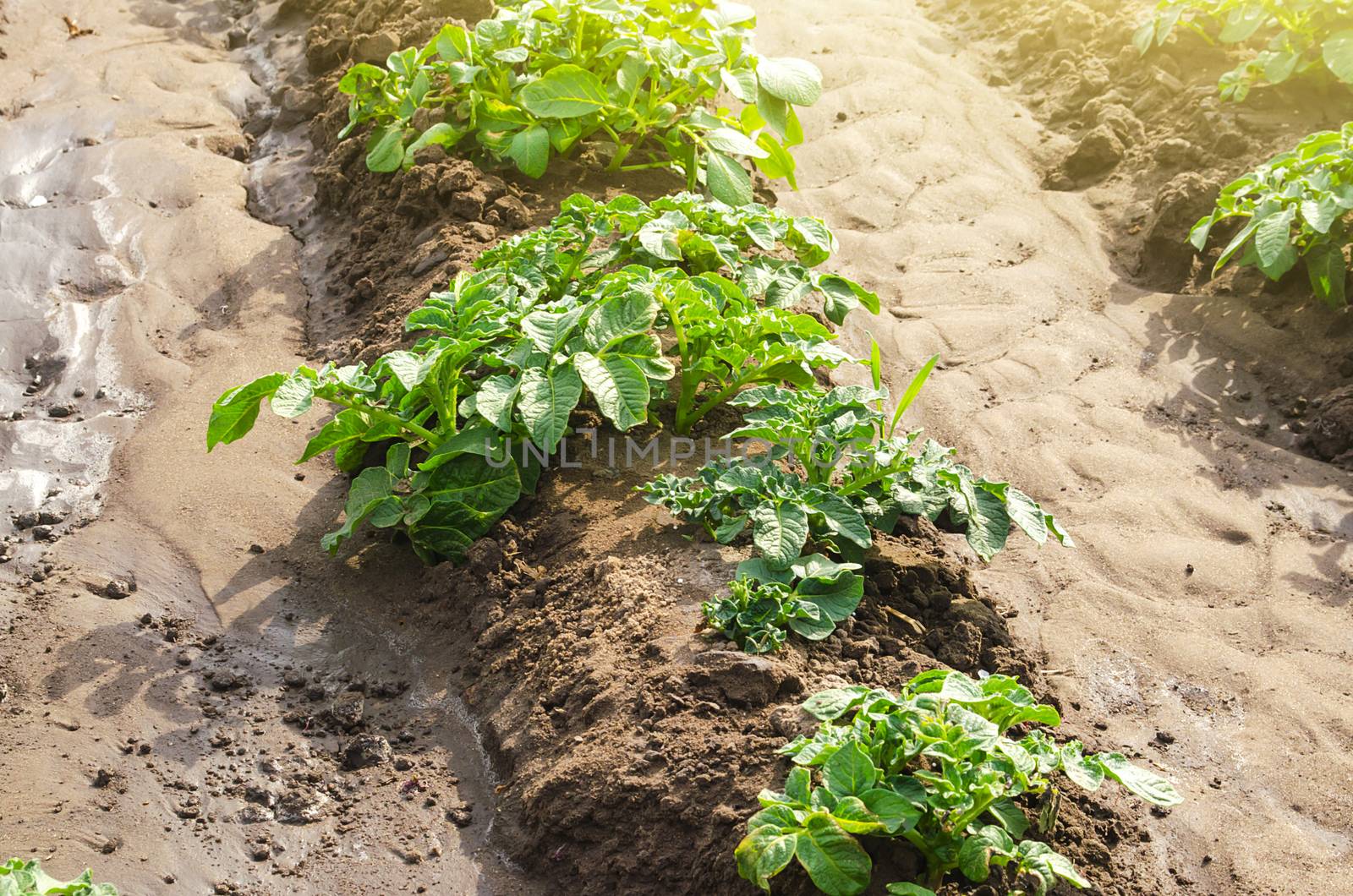 Potato plantation on a farm field. Cultivation and care, harvesting in late spring. Agroindustry and agribusiness. Agriculture, growing food vegetables. Organic farming products. Watering irrigation