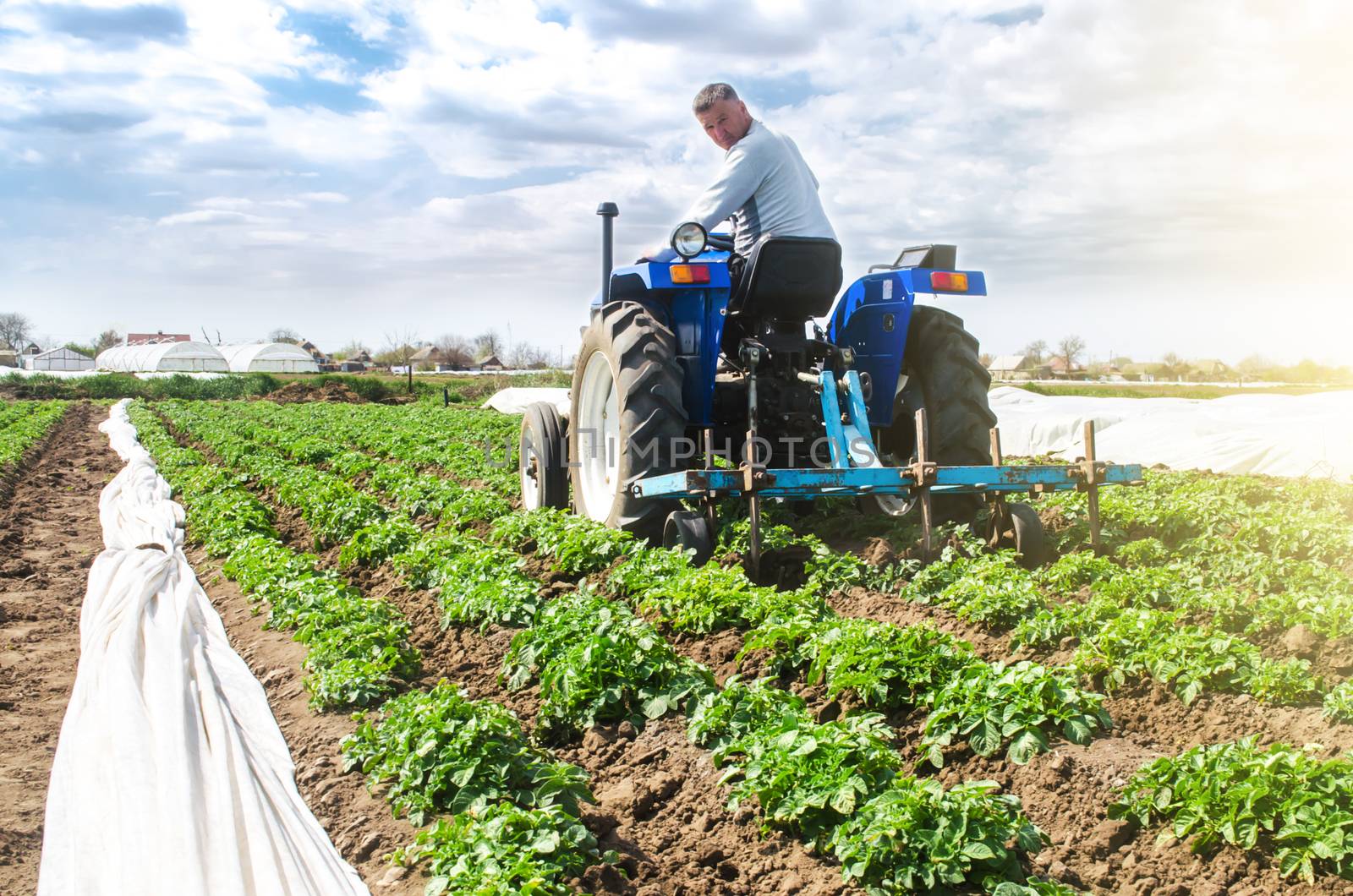 Farmer tillage cultivates a field plantation of young Riviera potatoes. Fertilizer with nitrate and plowing soil for further irrigation irrigation. Weed removal and improved air access to plant roots.