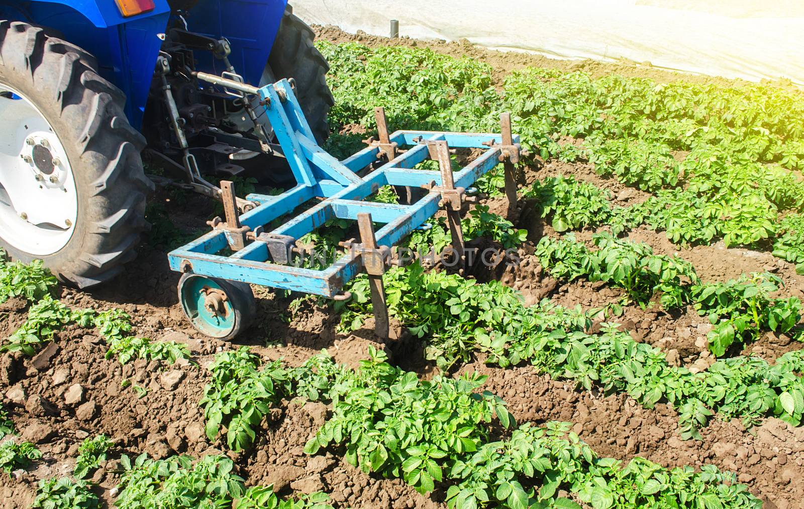 Tractor plows loosens the land of a plantation of a young Riviera variety potato. Weed removal and improved air access to plant roots. Cultivation of an agricultural crop field. Plowing land by iLixe48