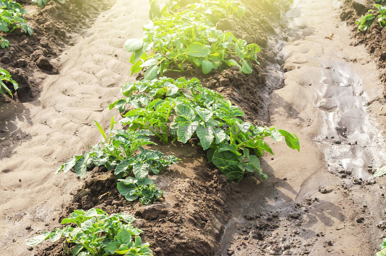 Young potato bushes landed in a row on a farm field. Agriculture and crop vegetables production. Agroindustry and agribusiness. Organic farming products. Watering, fertilizers and pest protection. by iLixe48