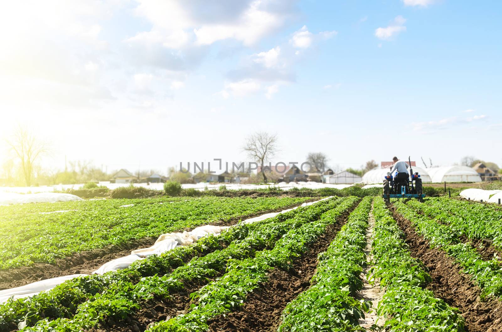 Farmer cultivates a field plantation of young Riviera potatoes. Weed removal and improved air access to plant roots. Fertilizer with nitrate and plowing soil for further irrigation irrigation. by iLixe48