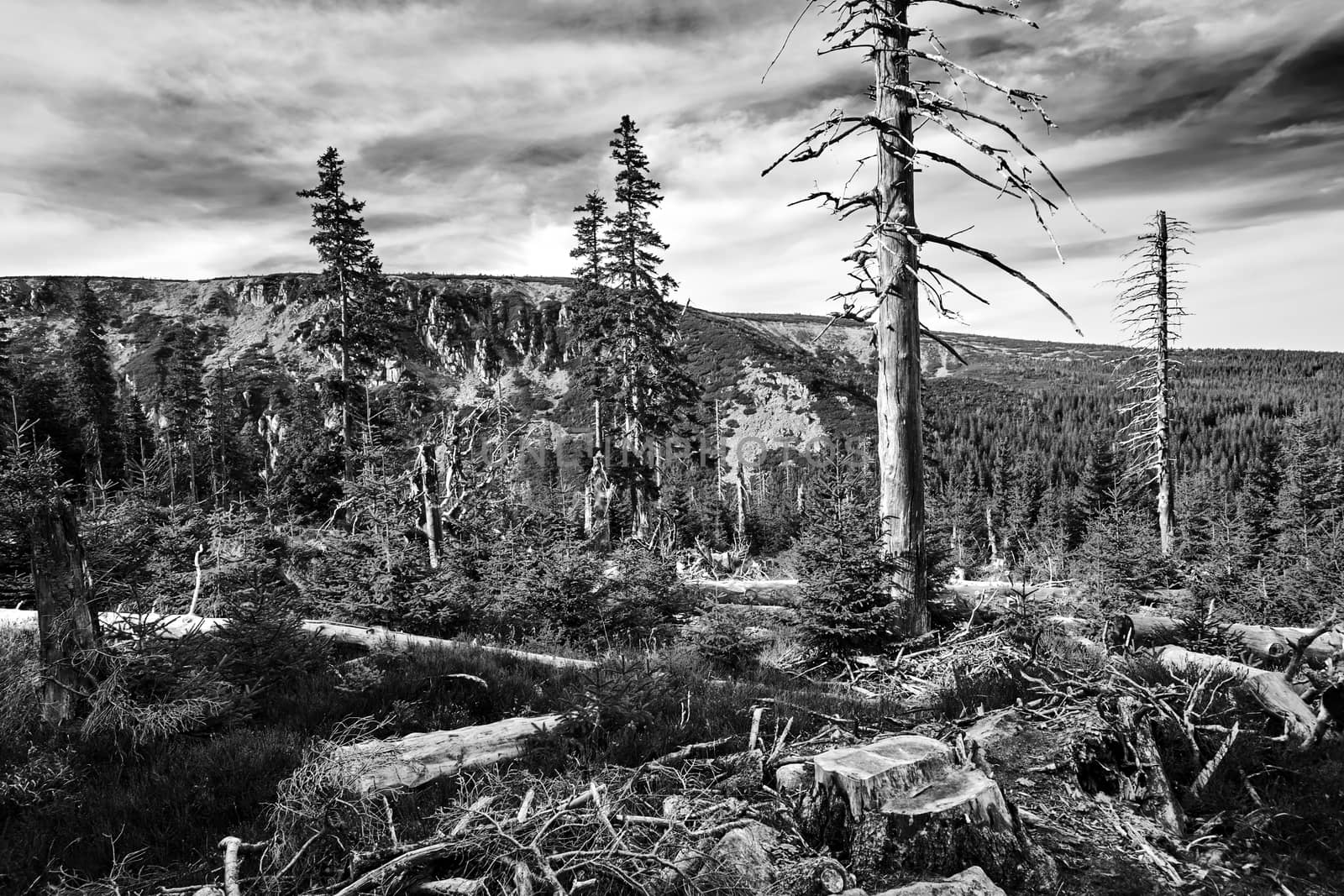 Destroyed coniferous forest in autumn in the Giant Mountains in Poland, black and white,
