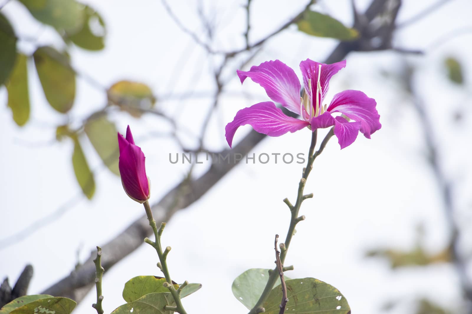 a lot of purple flowers in the garden by tang9555