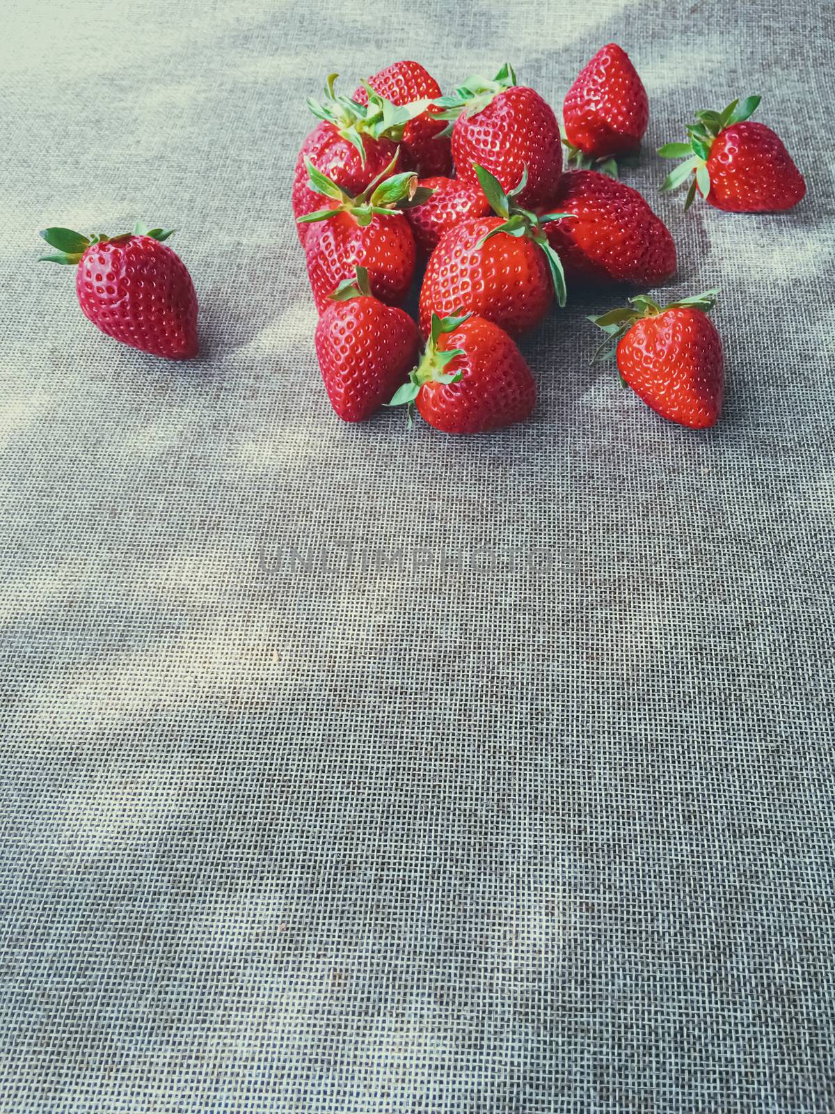 Organic strawberries on rustic linen background, fruit farming and agriculture