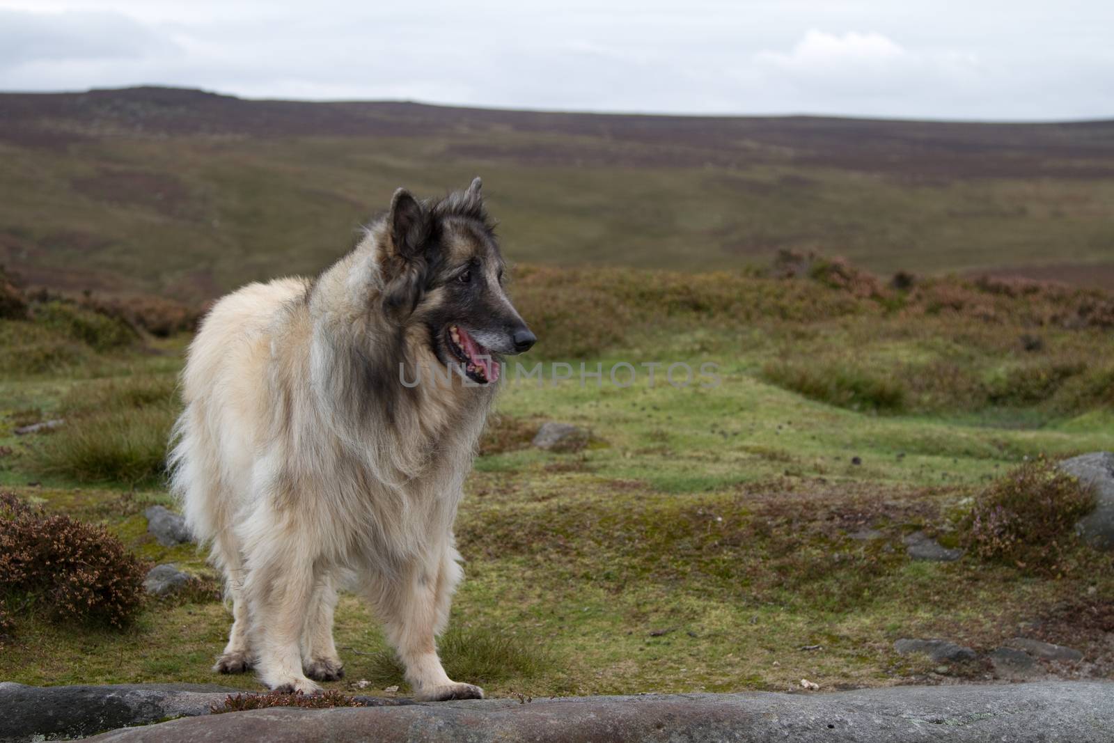 A Sheep Dog in the Highlands by samULvisuals