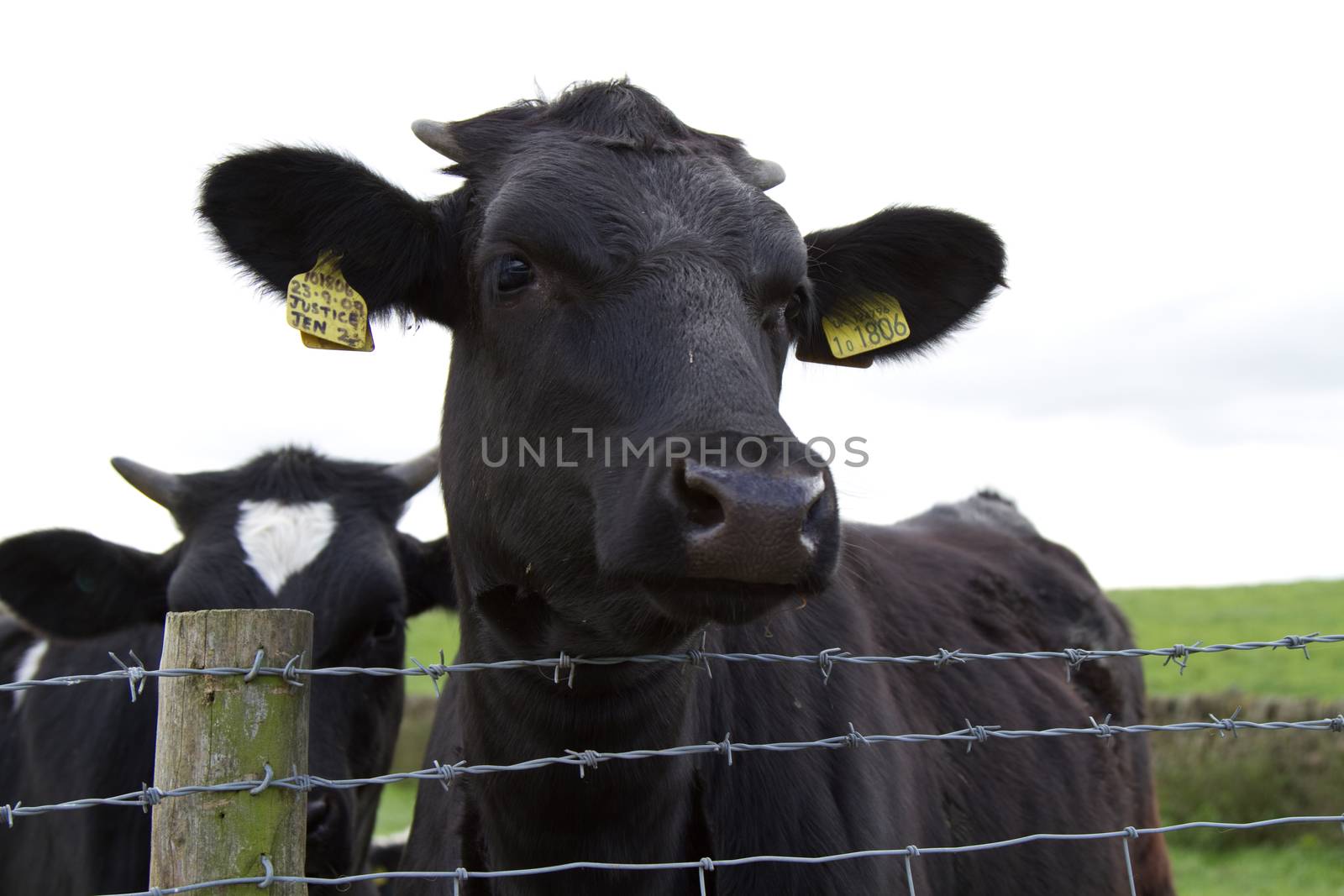 A cows head close up