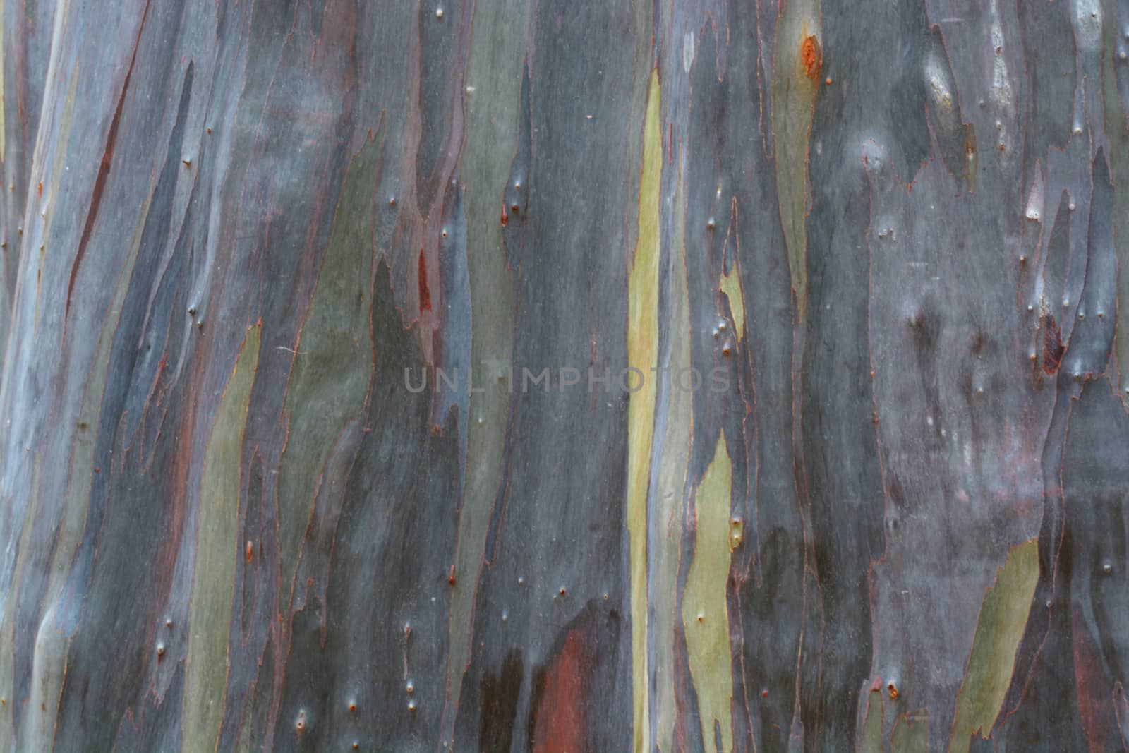 Rainbow Eucalyptus Tree by ideation90