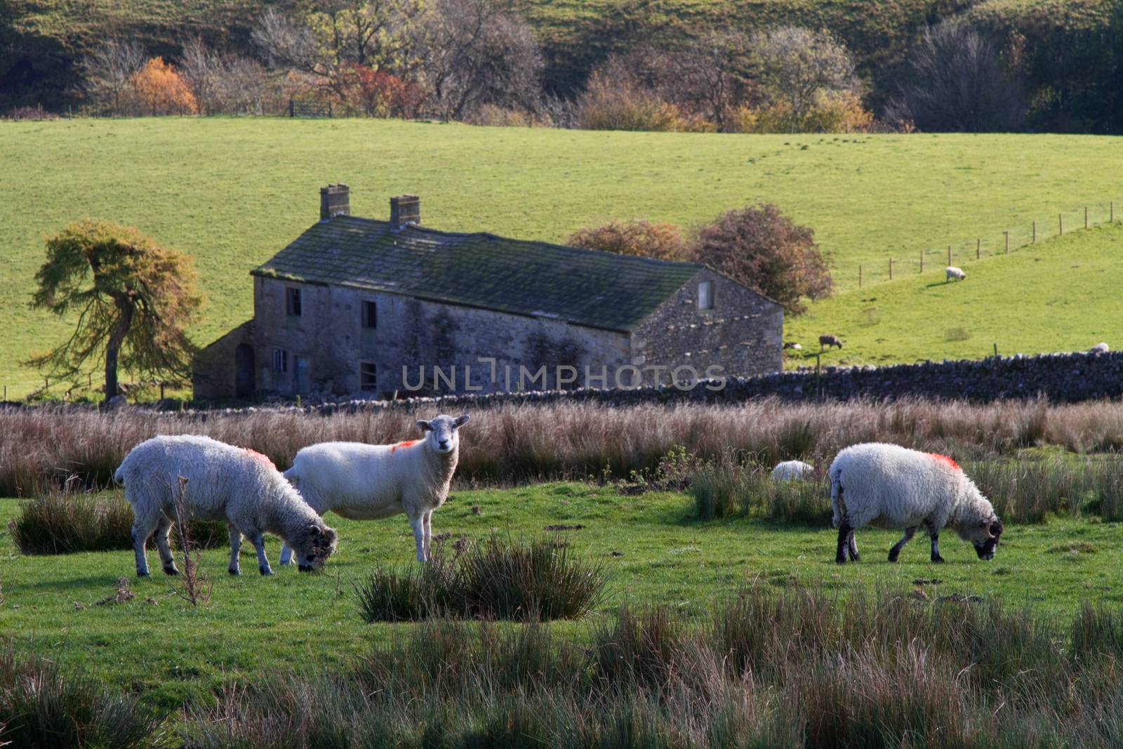 The Yorkshire Dales Countryside with Sheep