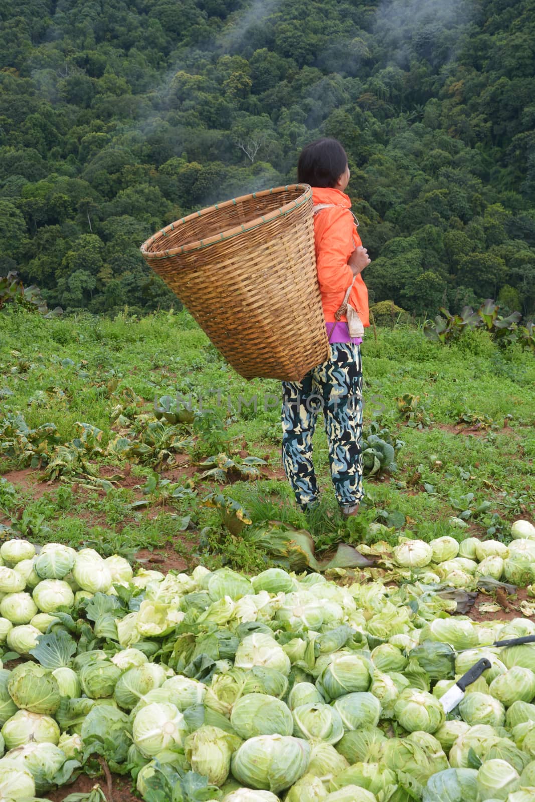 Collard and farmer on farming background