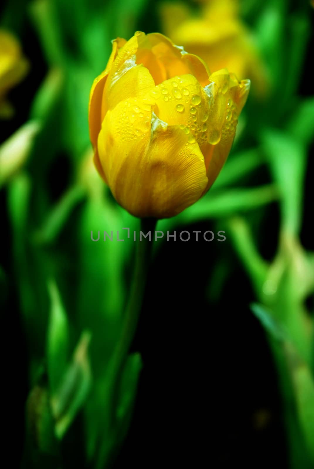 Beautiful close up macro photo of yellow tulip