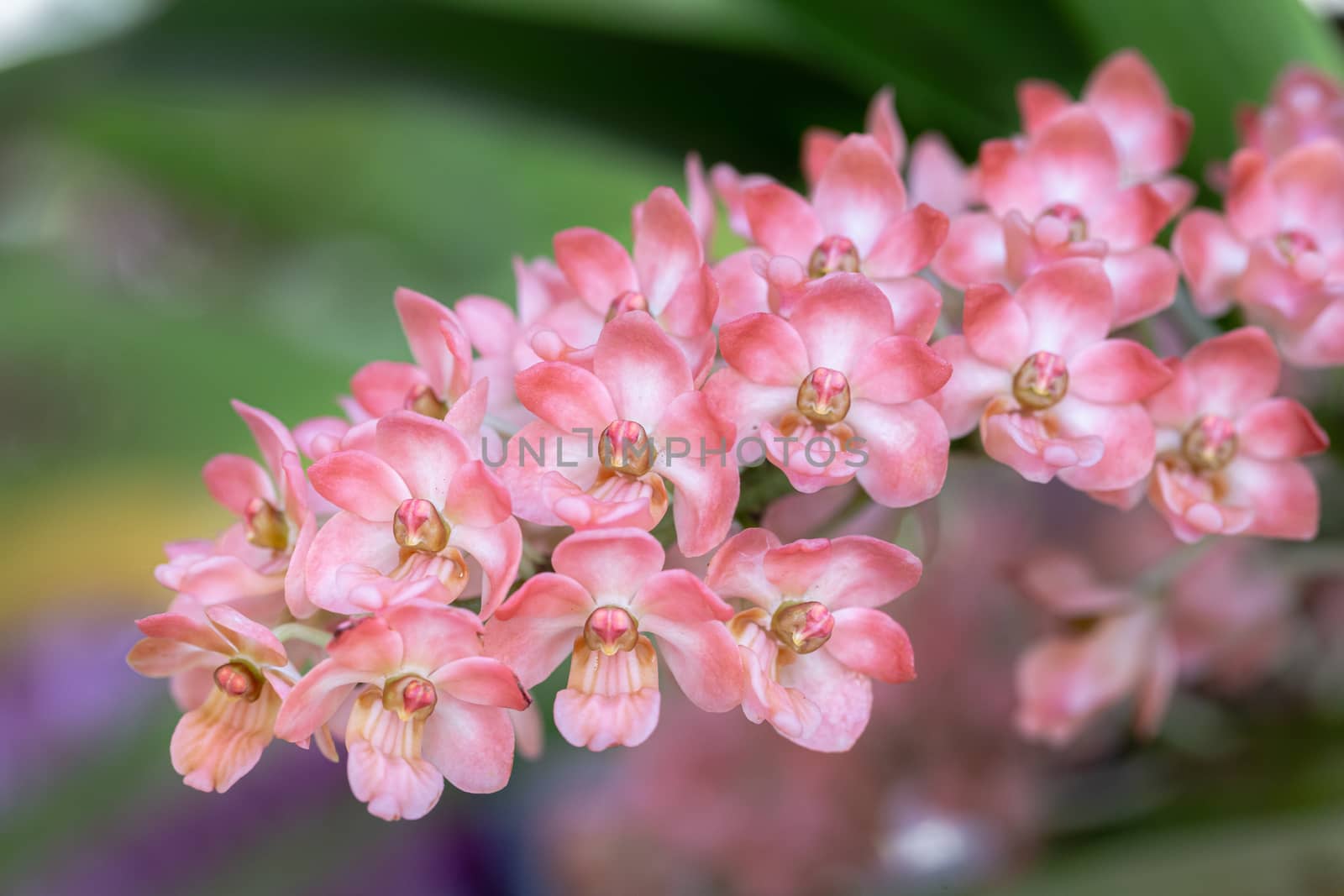 Orchid flower in orchid garden at winter or spring day for beauty and agriculture design. Rhynchostylis Orchidaceae.