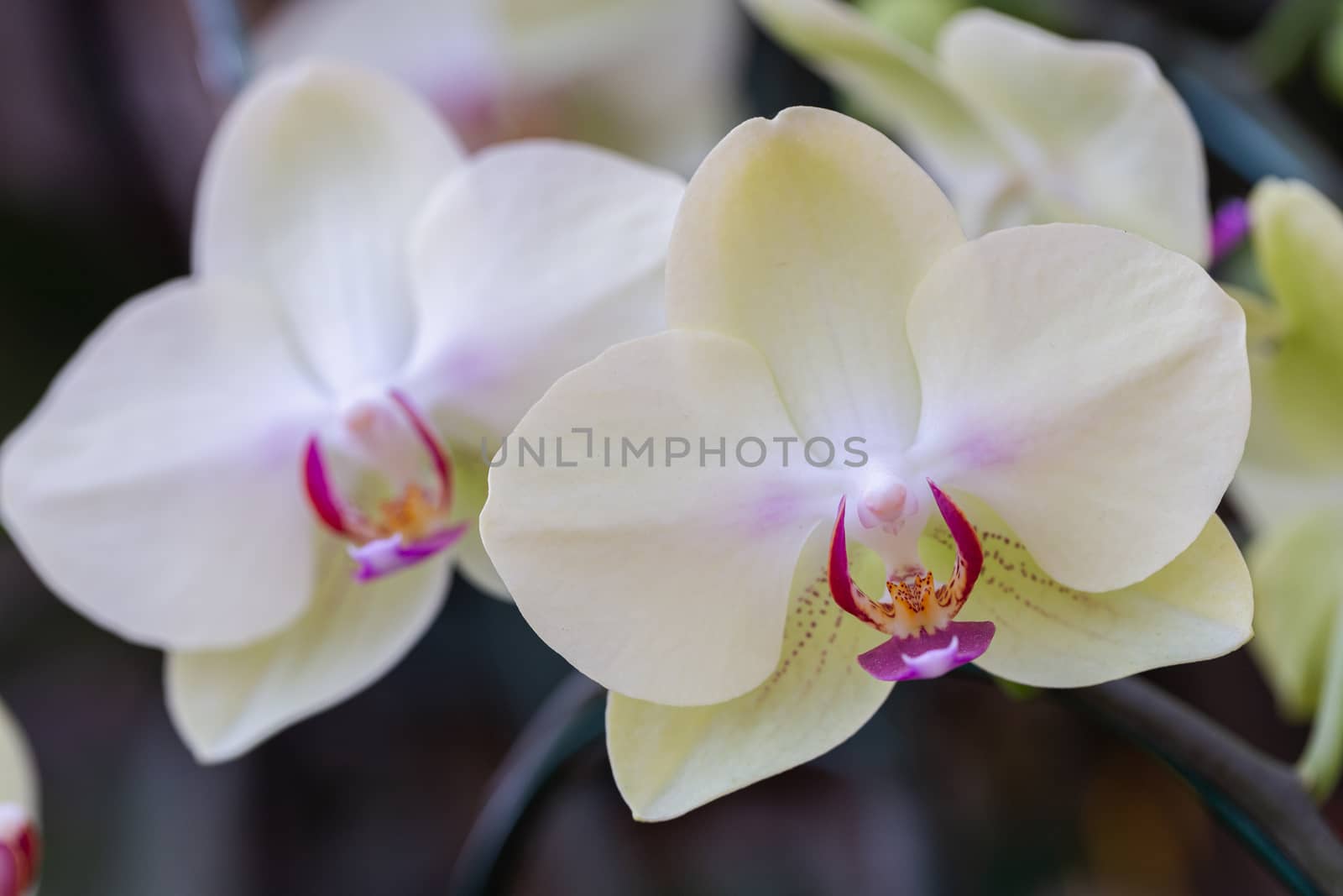 Orchid flower in orchid garden at winter or spring day for beauty and agriculture design. Phalaenopsis Orchidaceae. by phanthit