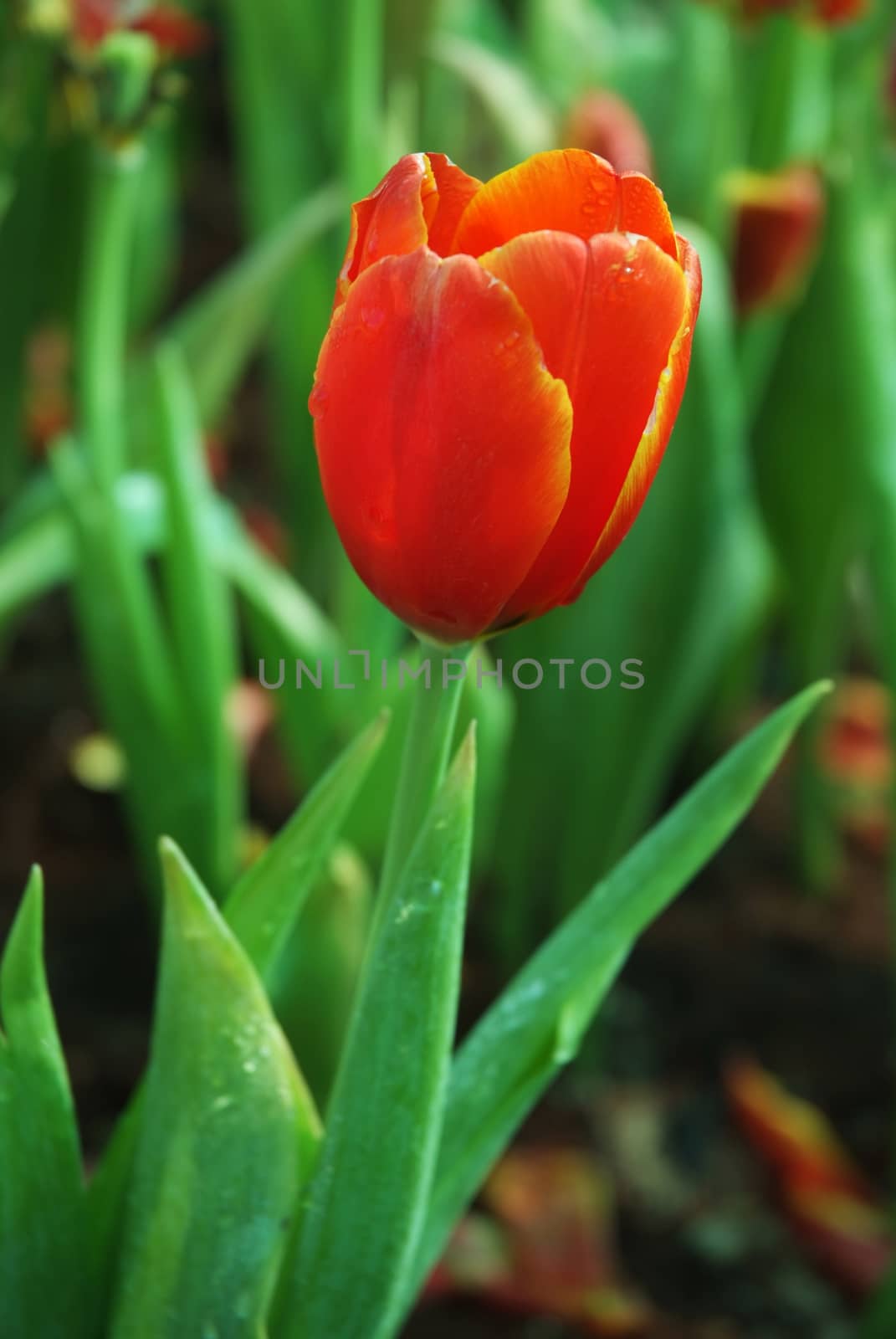 Beautiful close up macro photo of red tulip by ideation90