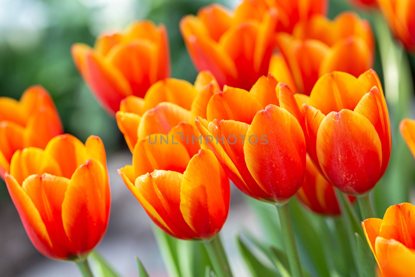 Tulip flower and green leaf background in tulip field at winter or spring day for decoration and agriculture design. by phanthit