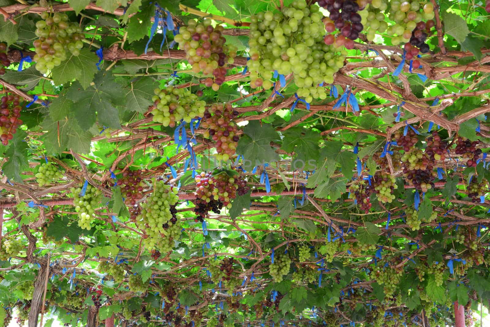 the grape varieties black opal in the vineyard