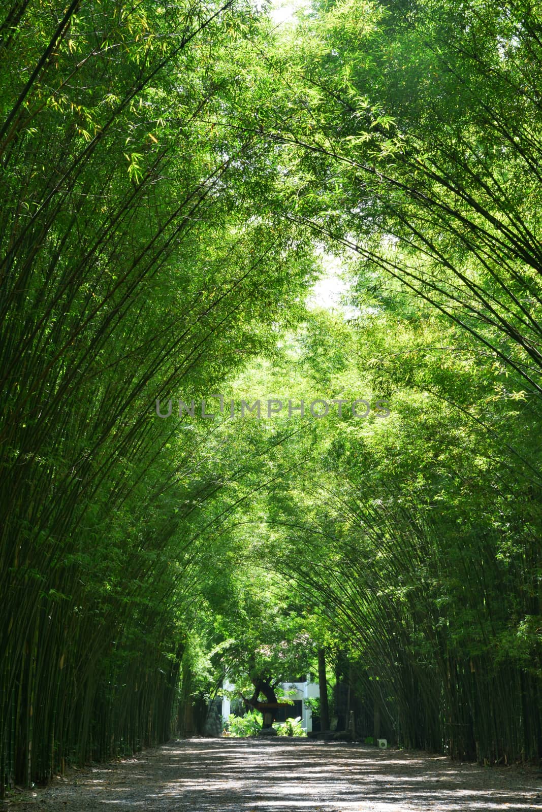 Tunnel bamboo trees and walkway, Nakhon Nayok Province in Thailand