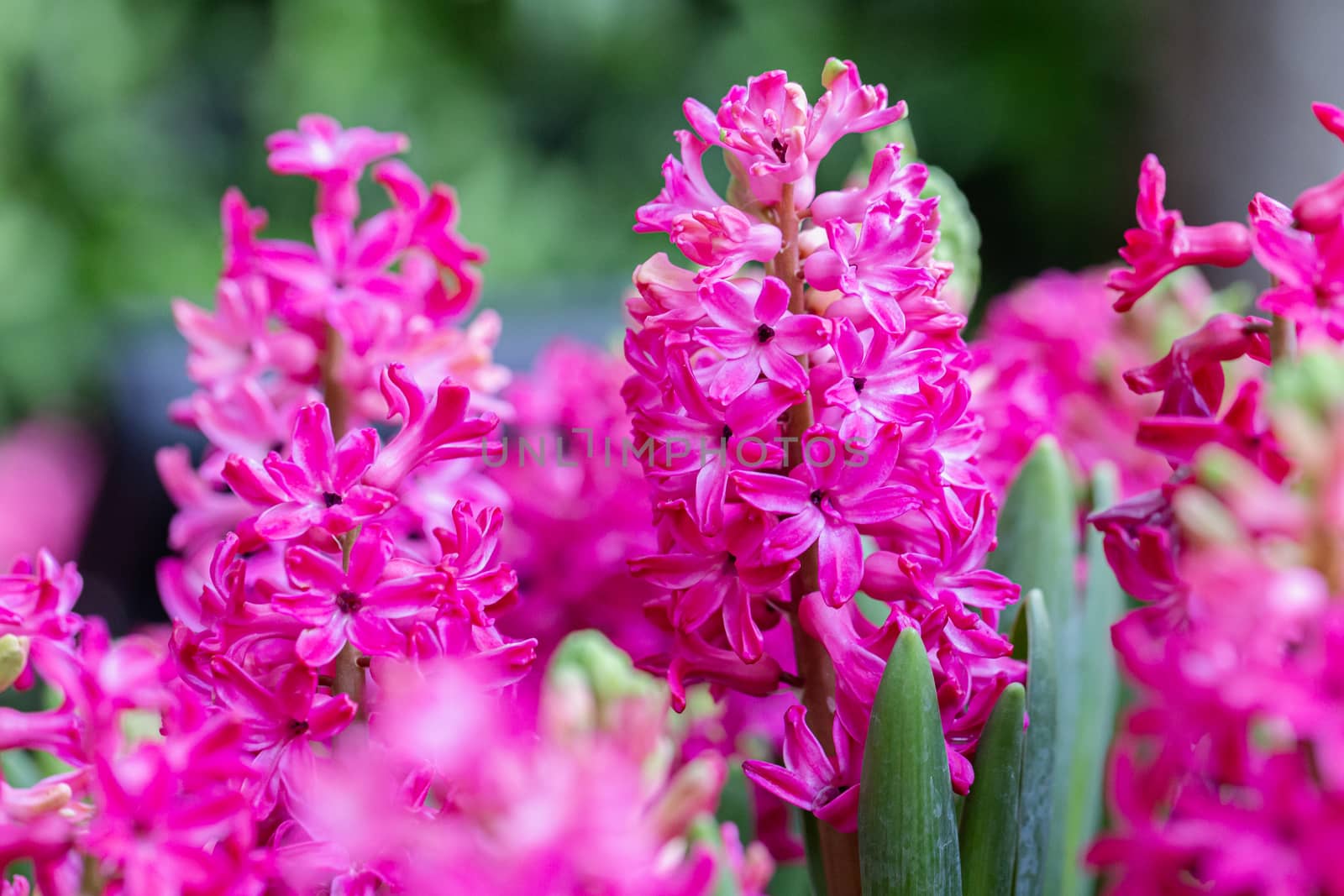 Hyacinth flower in garden at sunny summer or spring day for decoration.