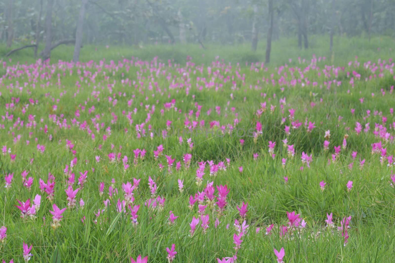 Beautiful  Siam Tulip Fields at  Pa Hin Ngam National Park,Chaiyaphum province to see fields of these pink flowers of the rainy season.