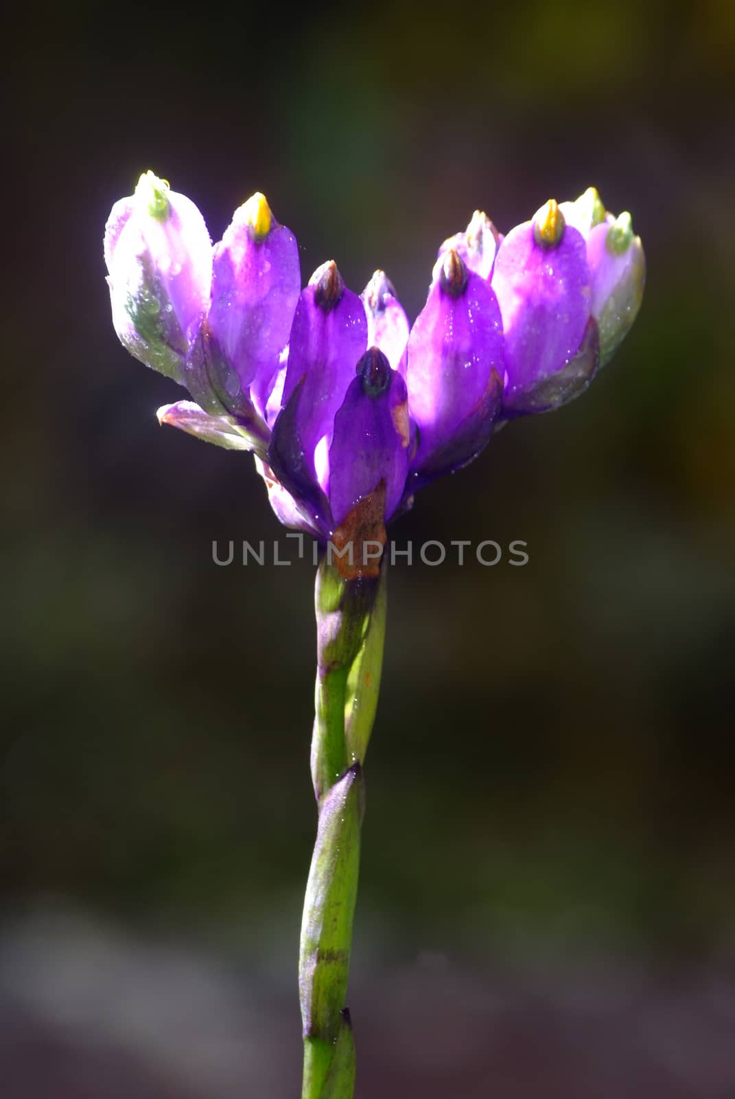 Burmannia disticha wild flower in rain forest,Thailand.