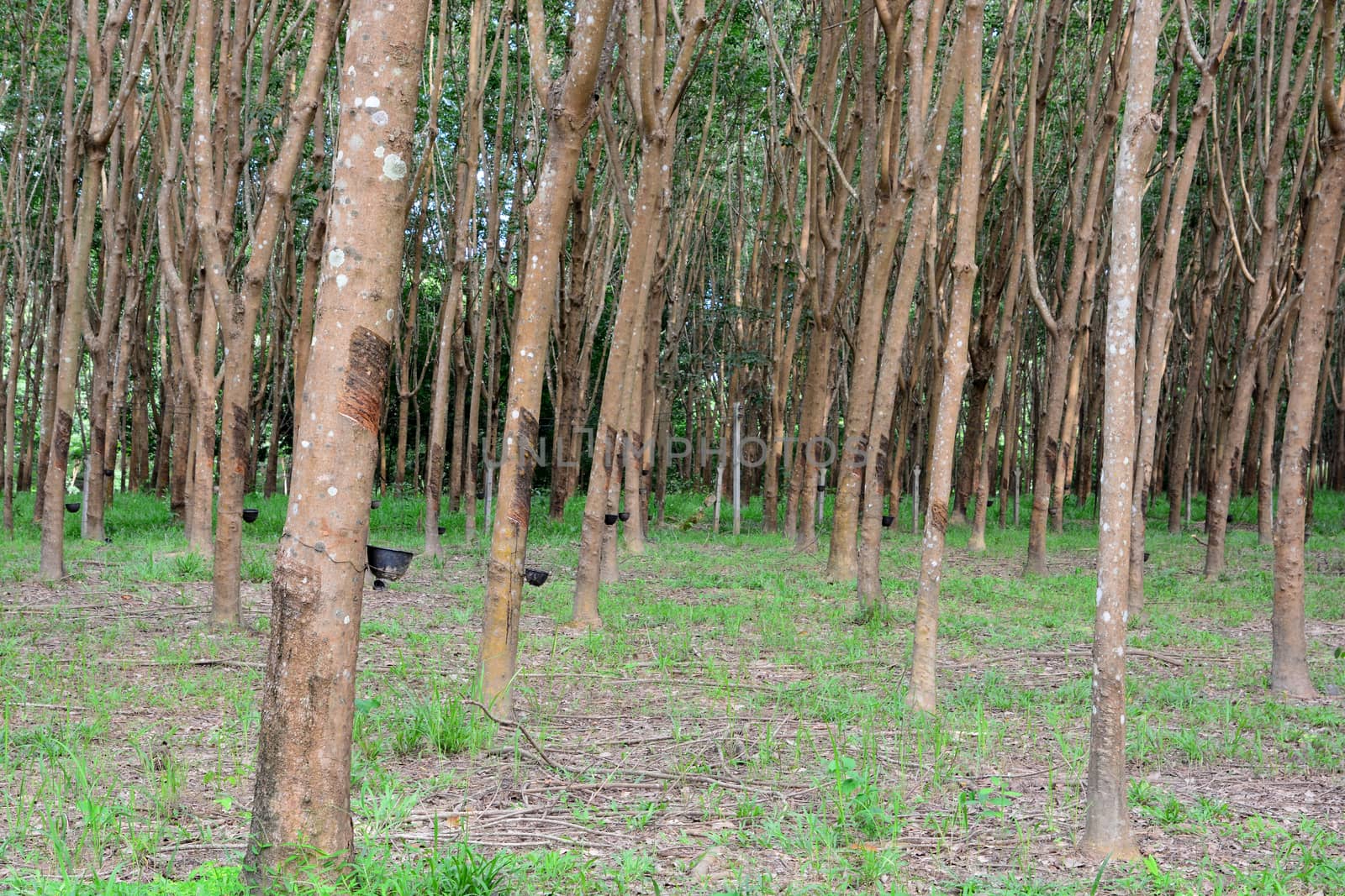 Row of para rubber tree in plantation by ideation90