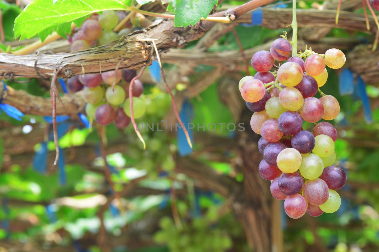 the grape varieties black opal in the vineyard