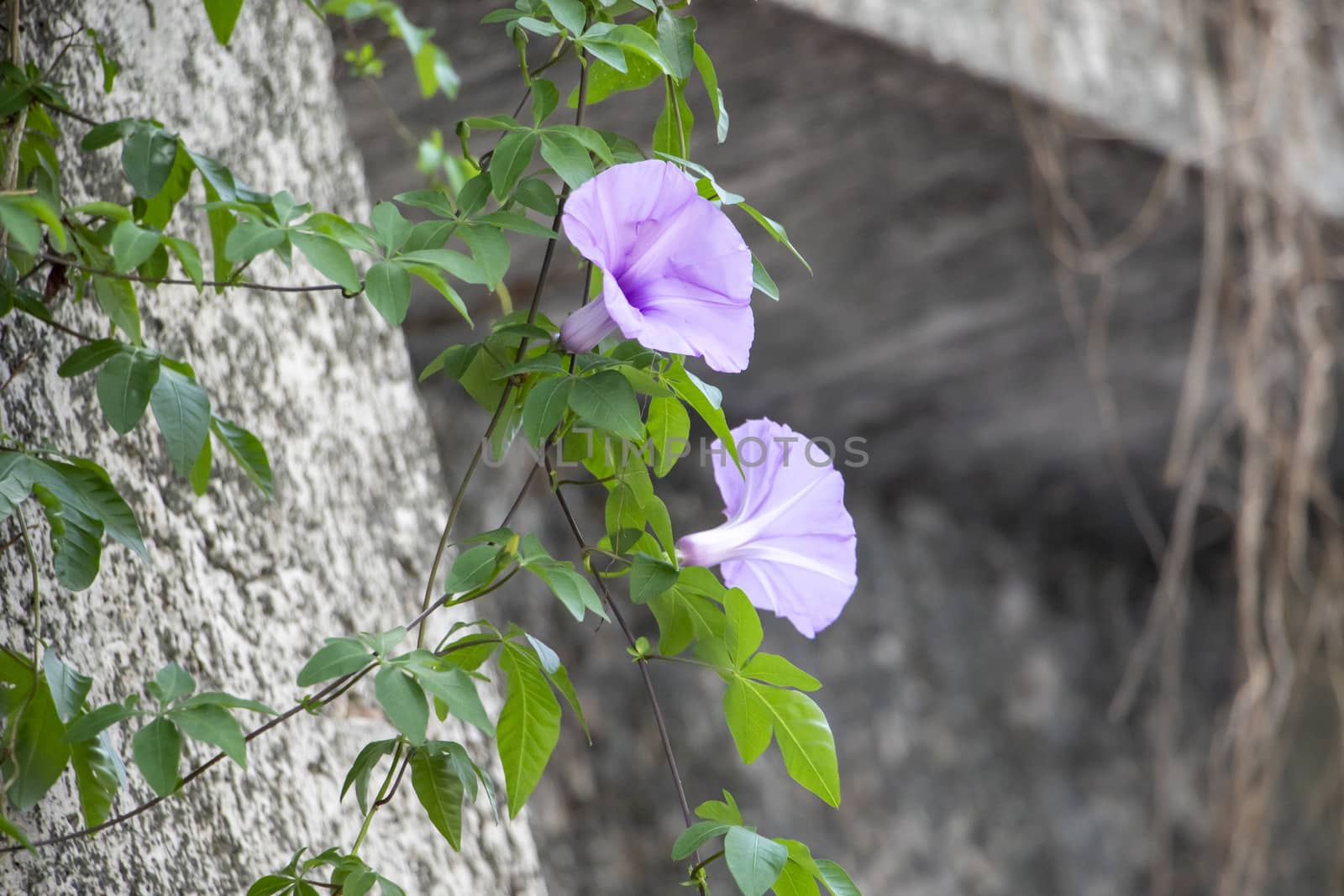 a lot of purple flowers in the garden by tang9555