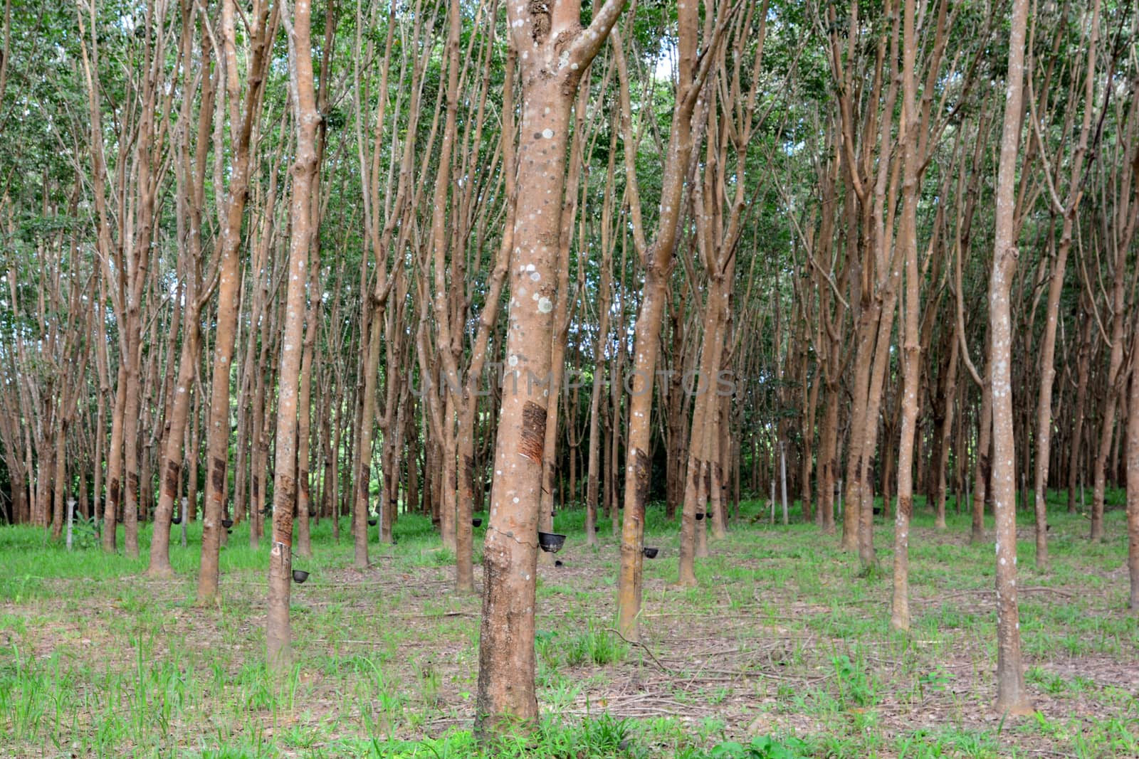 Row of para rubber tree in plantation, Rubber tapping