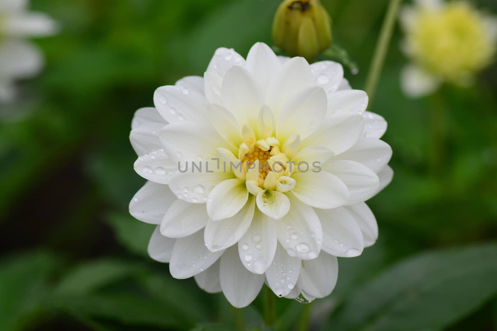 Closeup of Beautiful dahlia flower in full bloom in the garden.